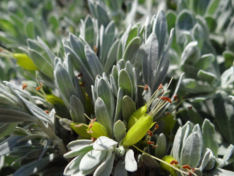 Eremophila glabra - SILVER BALL - Emu Bush