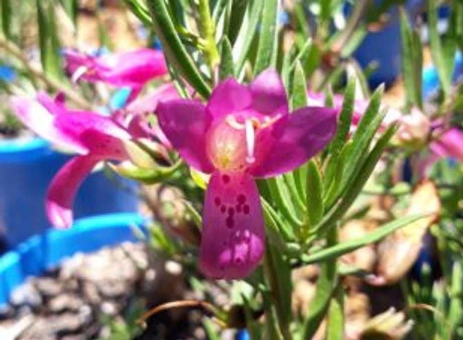 Eremophila alternifolia x maculata - WILD BERRY - Narrow-Leaved Spotted Emu Bush