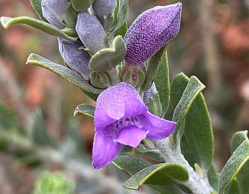 Eremophila resinosa compacta - WESTONIA - Dwarf Resinous Eremophila