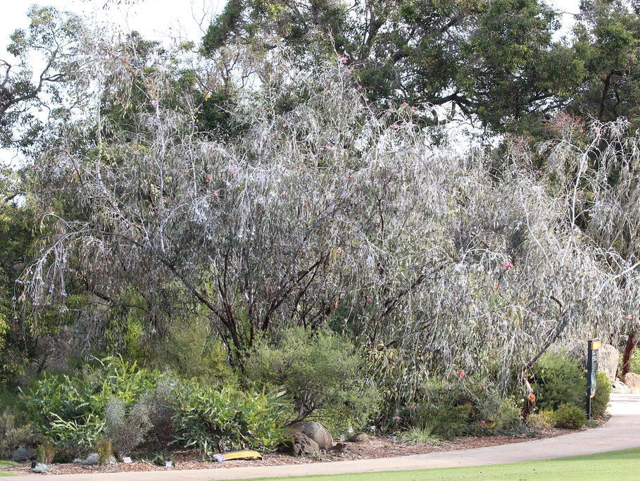 Eucalyptus caesia - Silver Princess