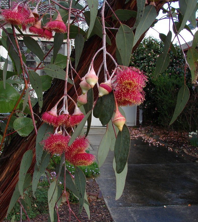 Eucalyptus caesia - Silver Princess