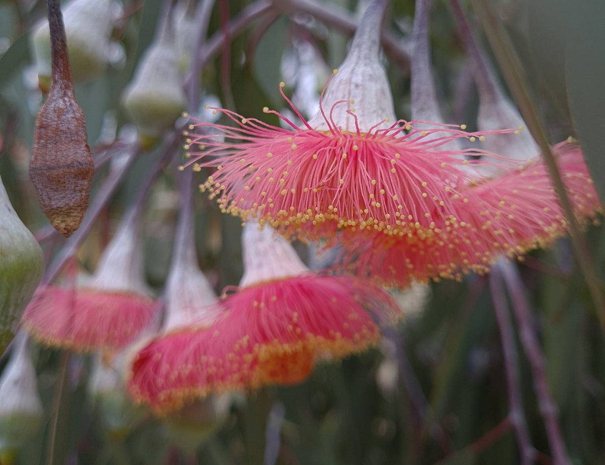 Eucalyptus caesia - Silver Princess