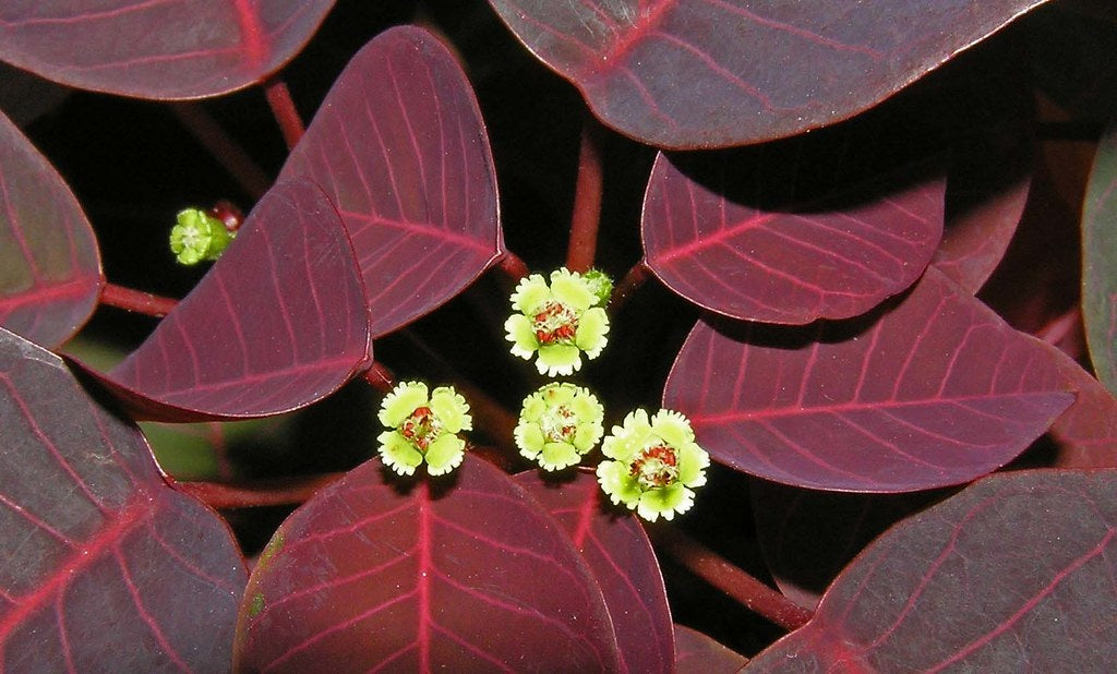 Euphorbia cotinifolia - Tropical Smokebush