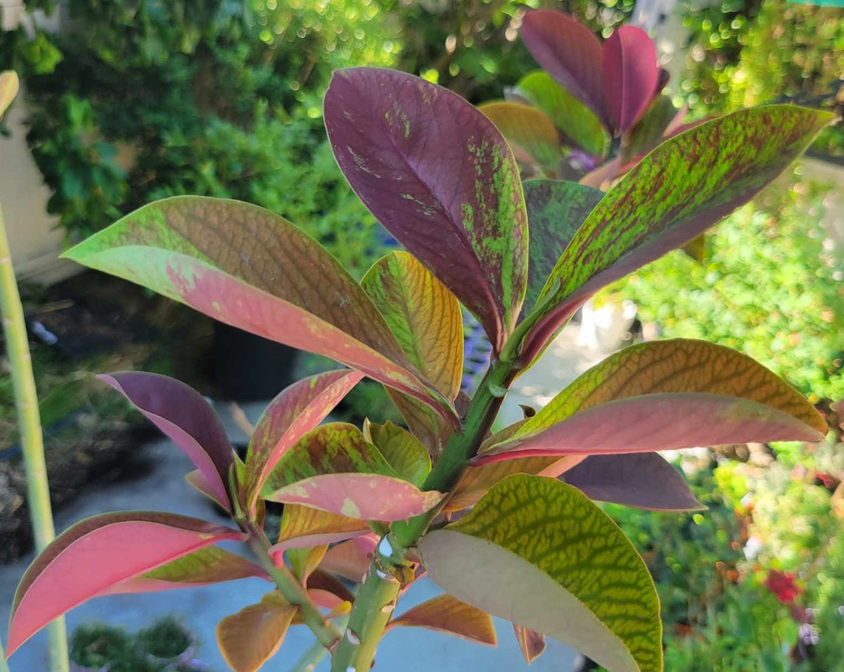 Euphorbia grantii - RUBRA - Mottled Red African Milk Tree