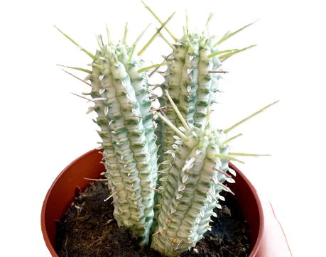 Euphorbia mammillaris - VARIEGATA - Albino Corncob Cactus