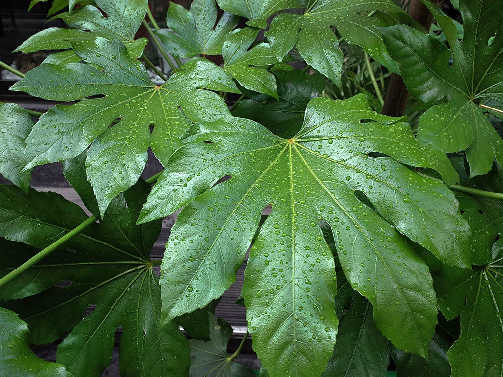 Fatsia japonica - Japanese Aralia