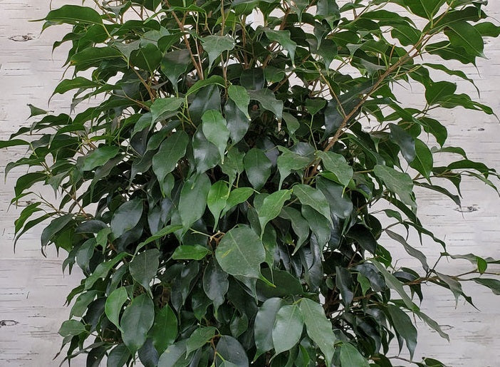 Ficus benjamina - MIDNIGHT PETITE - Dwarf Weeping Fig 'Pedani' PBR