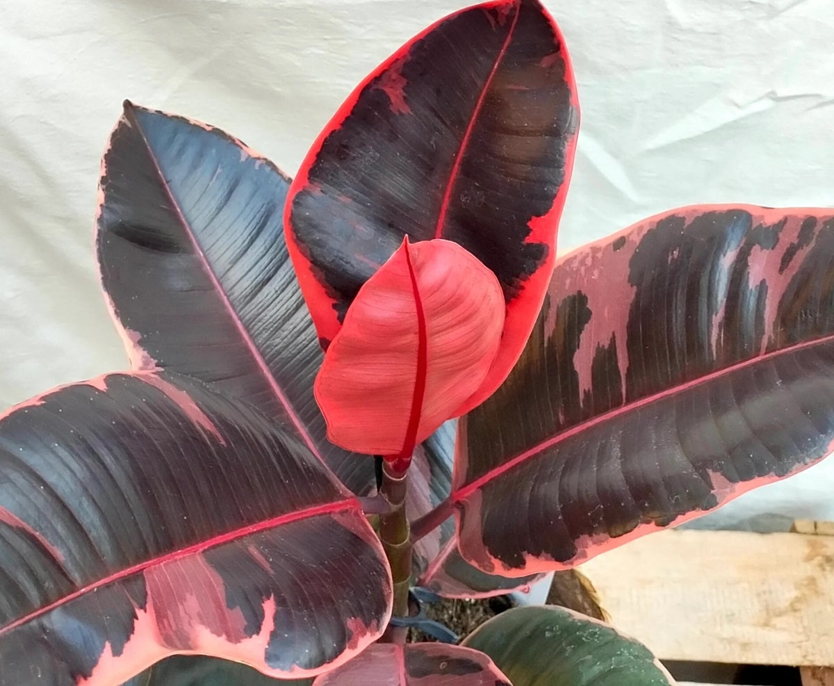 Ficus elastica - RUBY - Variegated Rubber Fig