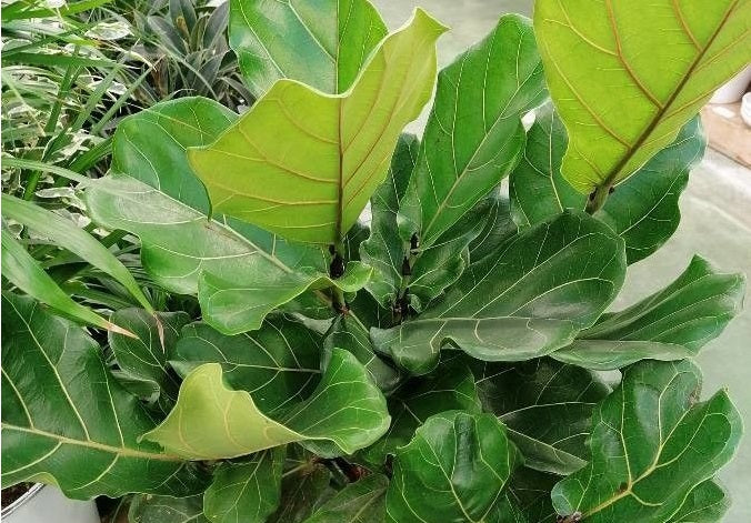 Ficus lyrata - Fiddle-Leaf Fig