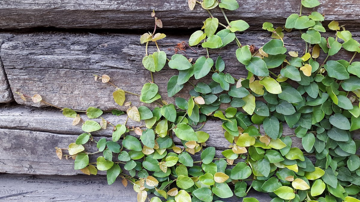 Ficus pumila - Creeping Fig Hanging Basket