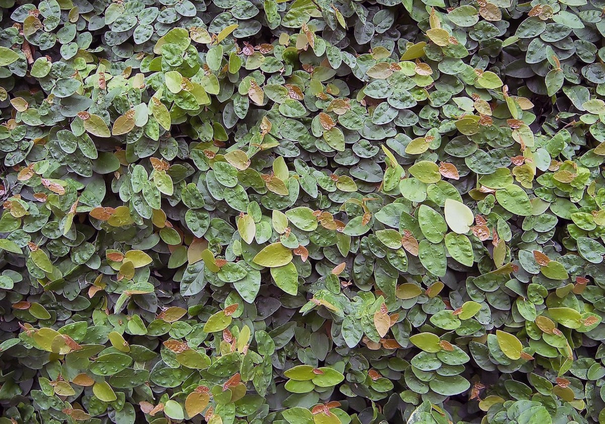 Ficus pumila - Creeping Fig Hanging Basket