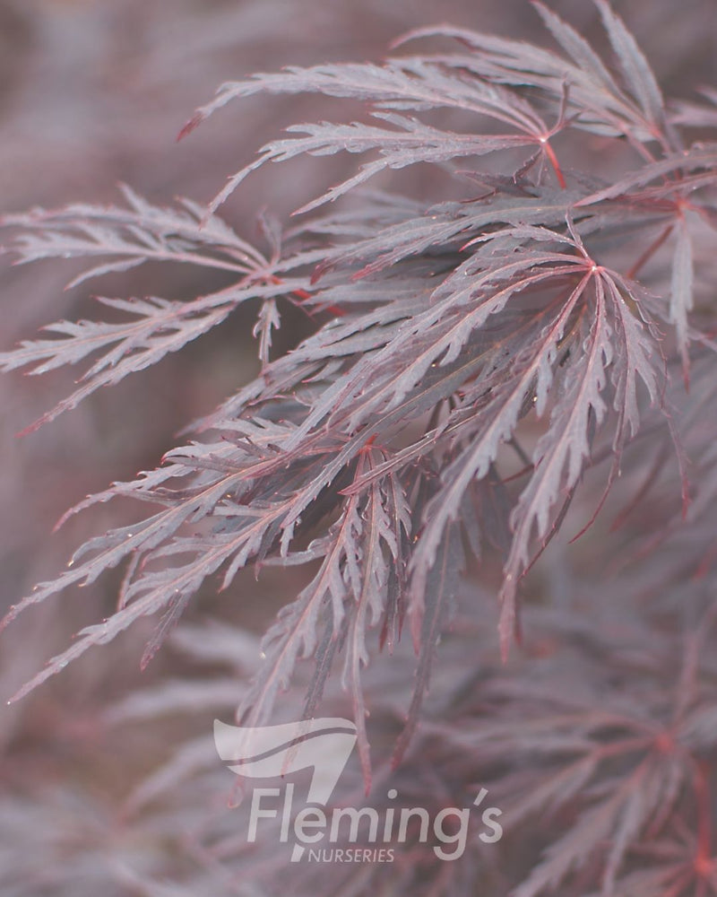 Acer palmatum - DISSECTUM CRIMSONWAVE - Maple