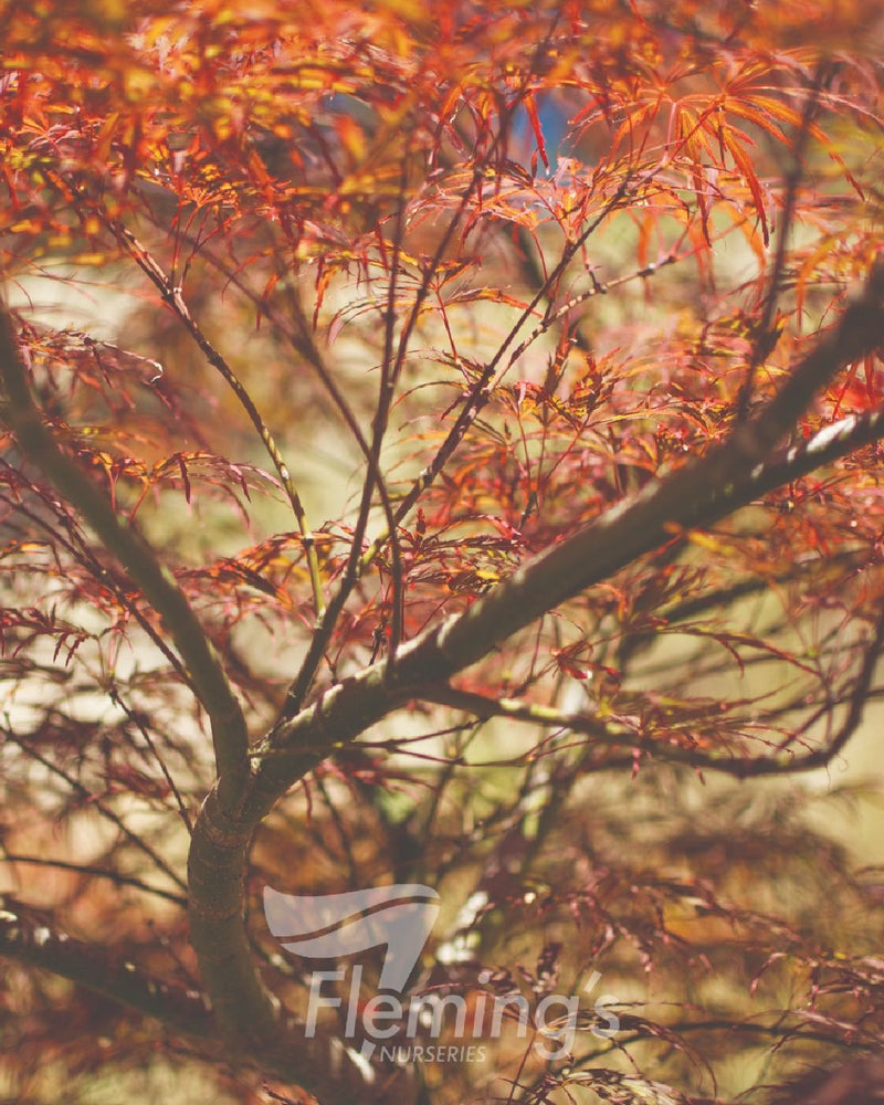 Acer palmatum - DISSECTUM CRIMSONWAVE - Maple