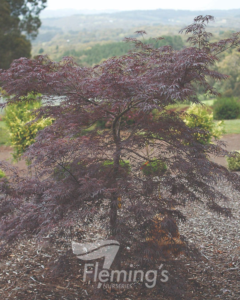 Acer palmatum - DISSECTUM CRIMSONWAVE - Maple