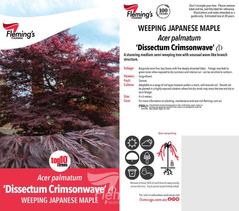 Acer palmatum - DISSECTUM CRIMSONWAVE - Maple