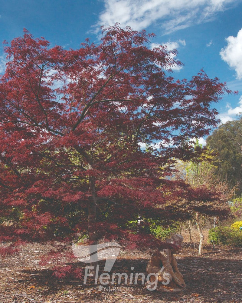 Acer palmatum - DISSECTUM CRIMSONWAVE - Maple