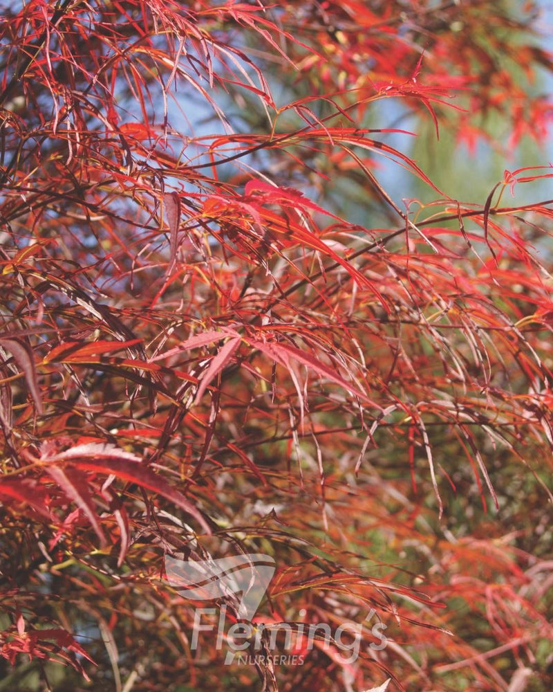 Acer palmatum - RED PYGMY - Maple