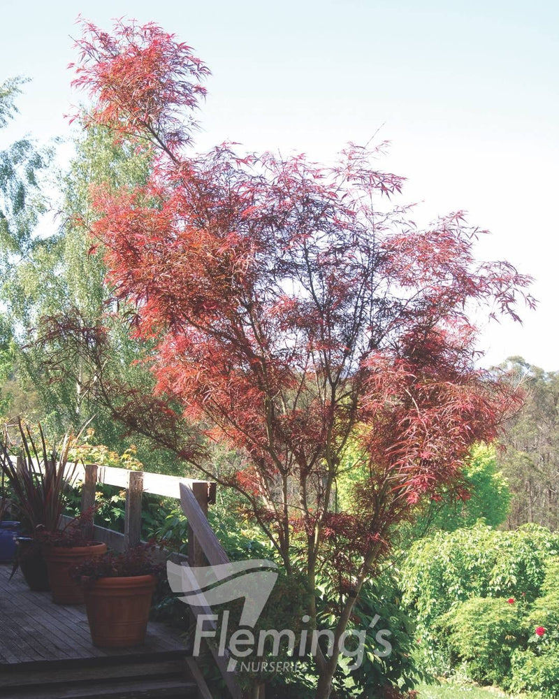 Acer palmatum - RED PYGMY - Maple