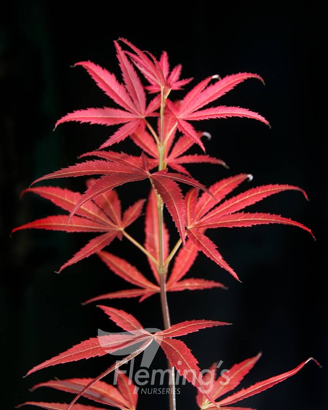 Acer palmatum - RED PYGMY - Maple