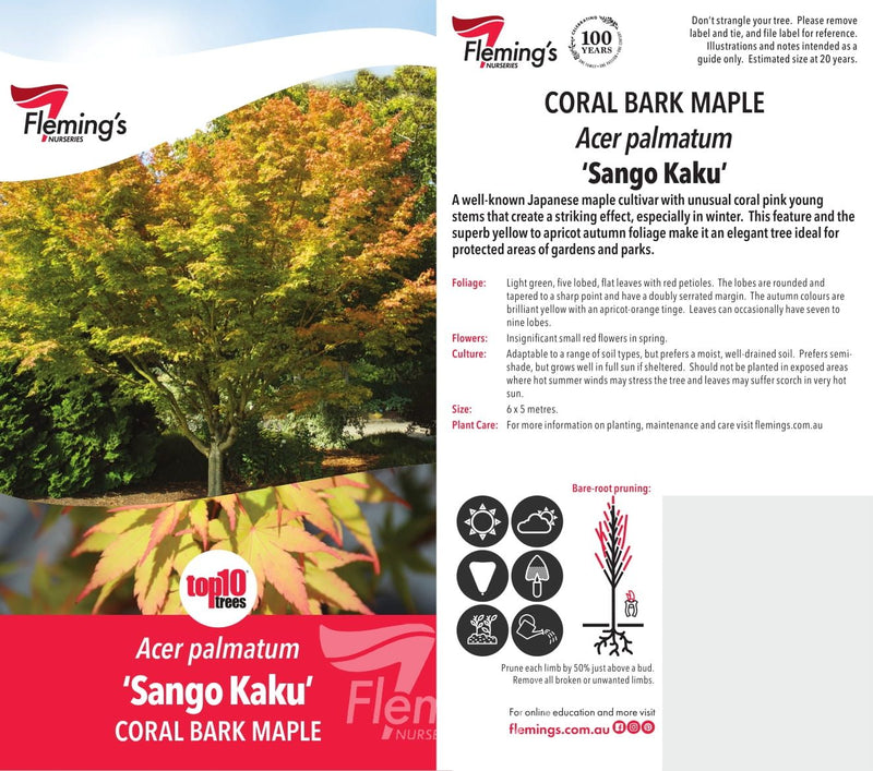 Acer palmatum - SANGO KAKU - Maple