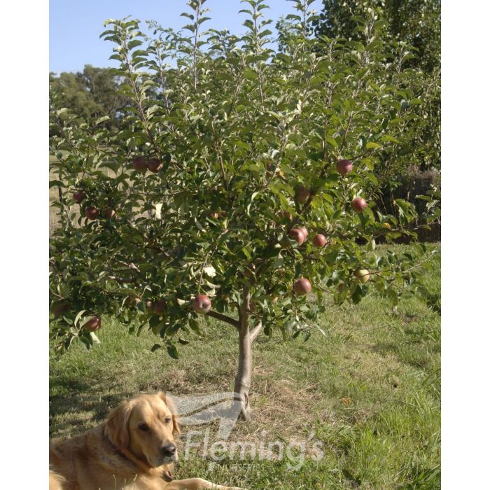 Malus domestica - 2-Way - GALA - RED FUJI - Apple