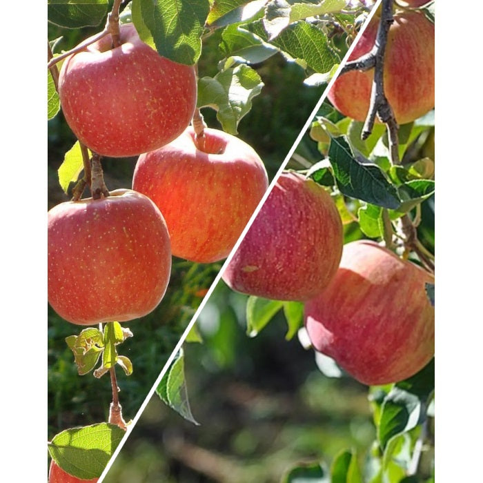 Malus domestica - 2-Way - GALA - RED FUJI - Apple