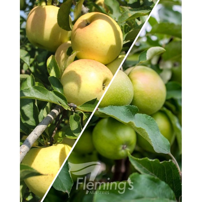 Malus domestica - 2-Way - GOLDEN DELICIOUS - GRANNY SMITH - Apple