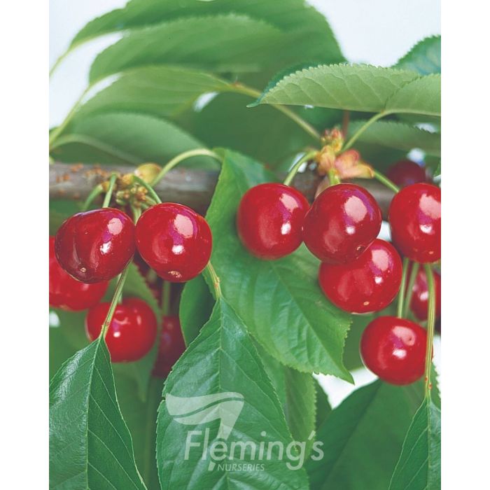 Prunus avium - Trixzie® BLACK CHERREE® - Dwarf Cherry