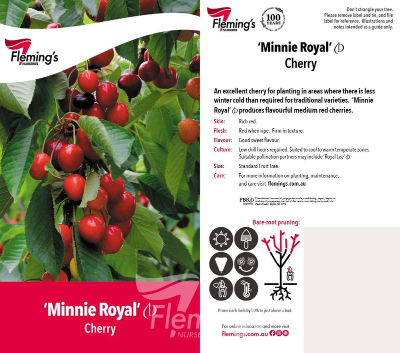 Prunus avium - MINNIE ROYAL - Cherry