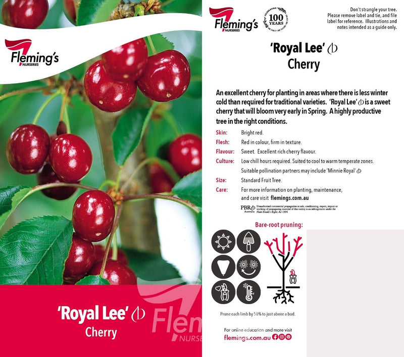 Prunus avium - ROYAL LEE - Cherry