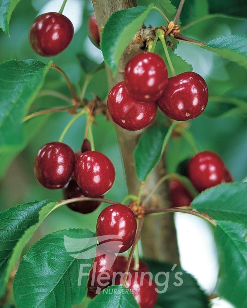 Prunus avium - ROYAL LEE - Cherry