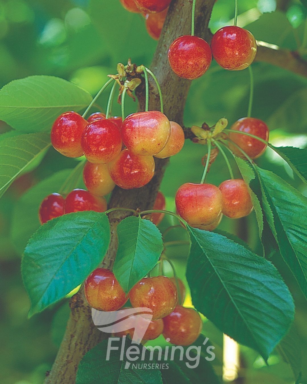 Prunus avium - Trixzie® WHITE CHERREE® - Dwarf Cherry