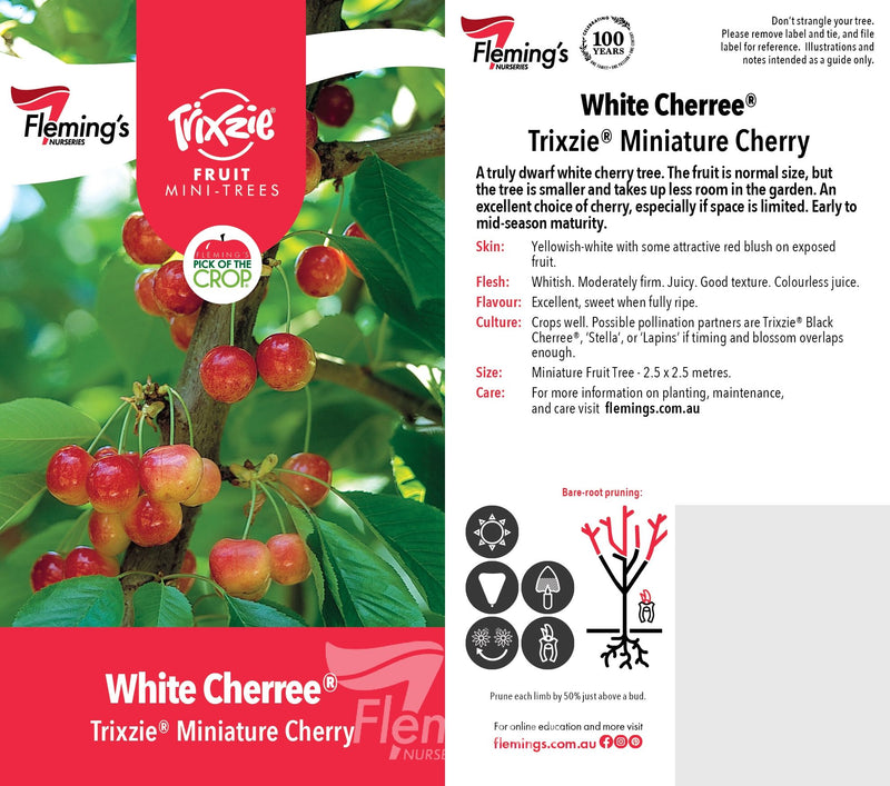 Prunus avium - Trixzie® WHITE CHERREE® - Dwarf Cherry