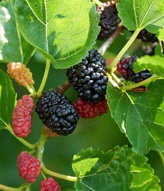 Morus nigra - HICKS FANCY - Black Mulberry