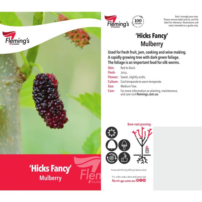 Morus nigra - HICKS FANCY - Black Mulberry