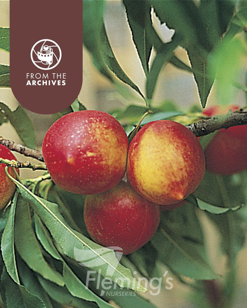 Prunus persica - Trixzie® NECTAZEE - Dwarf Nectarine