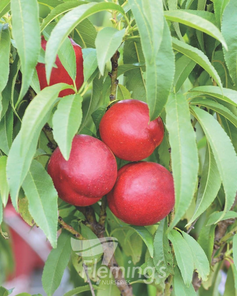 Prunus persica - Trixzie® NECTAZEE - Dwarf Nectarine