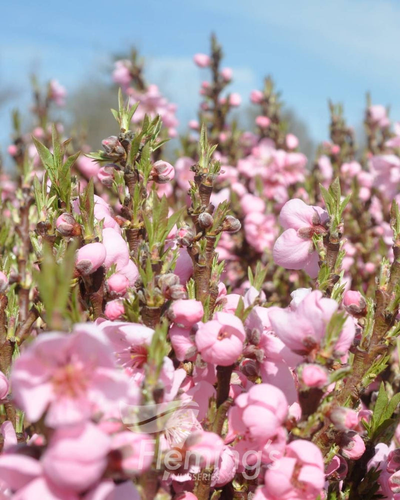 Prunus persica - Trixzie® PIXZEE - Dwarf Peach