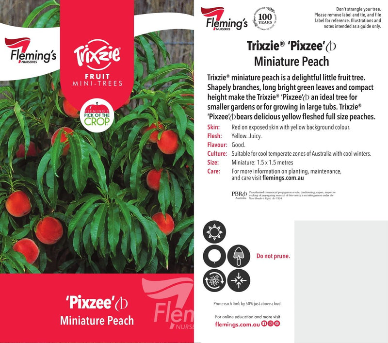 Prunus persica - Trixzie® PIXZEE - Dwarf Peach