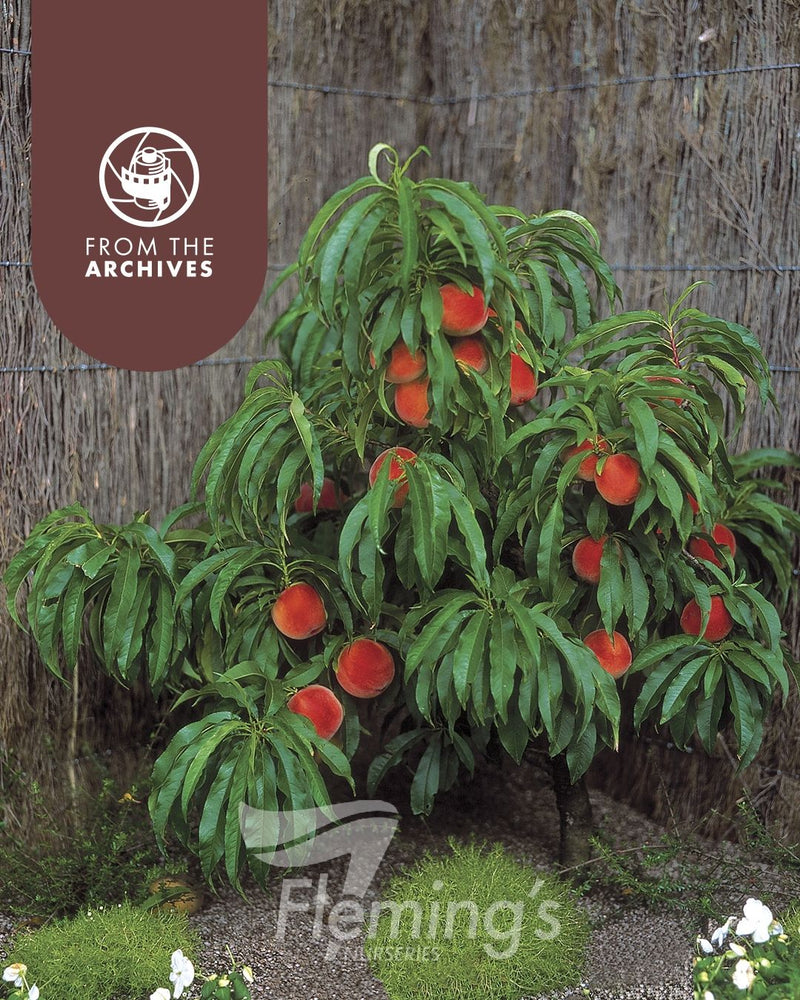 Prunus persica - Trixzie® PIXZEE - Dwarf Peach