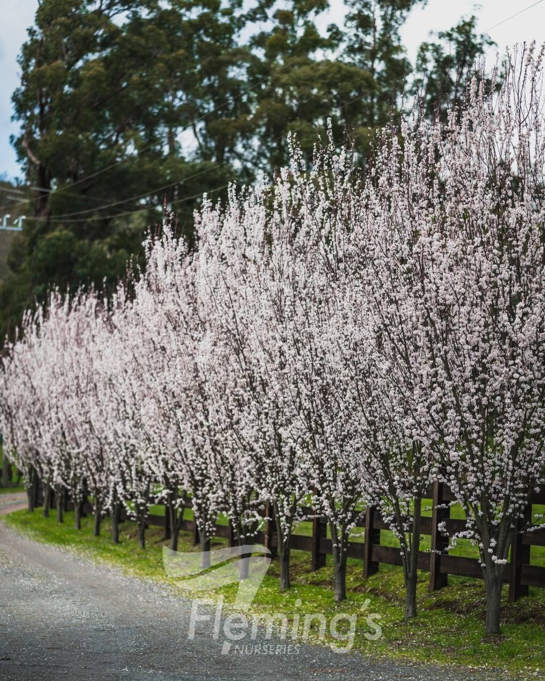 Prunus cerasifera - CRIMSON SPIRE - Ornamental Plum 'Oakville Crimson Spire' PBR