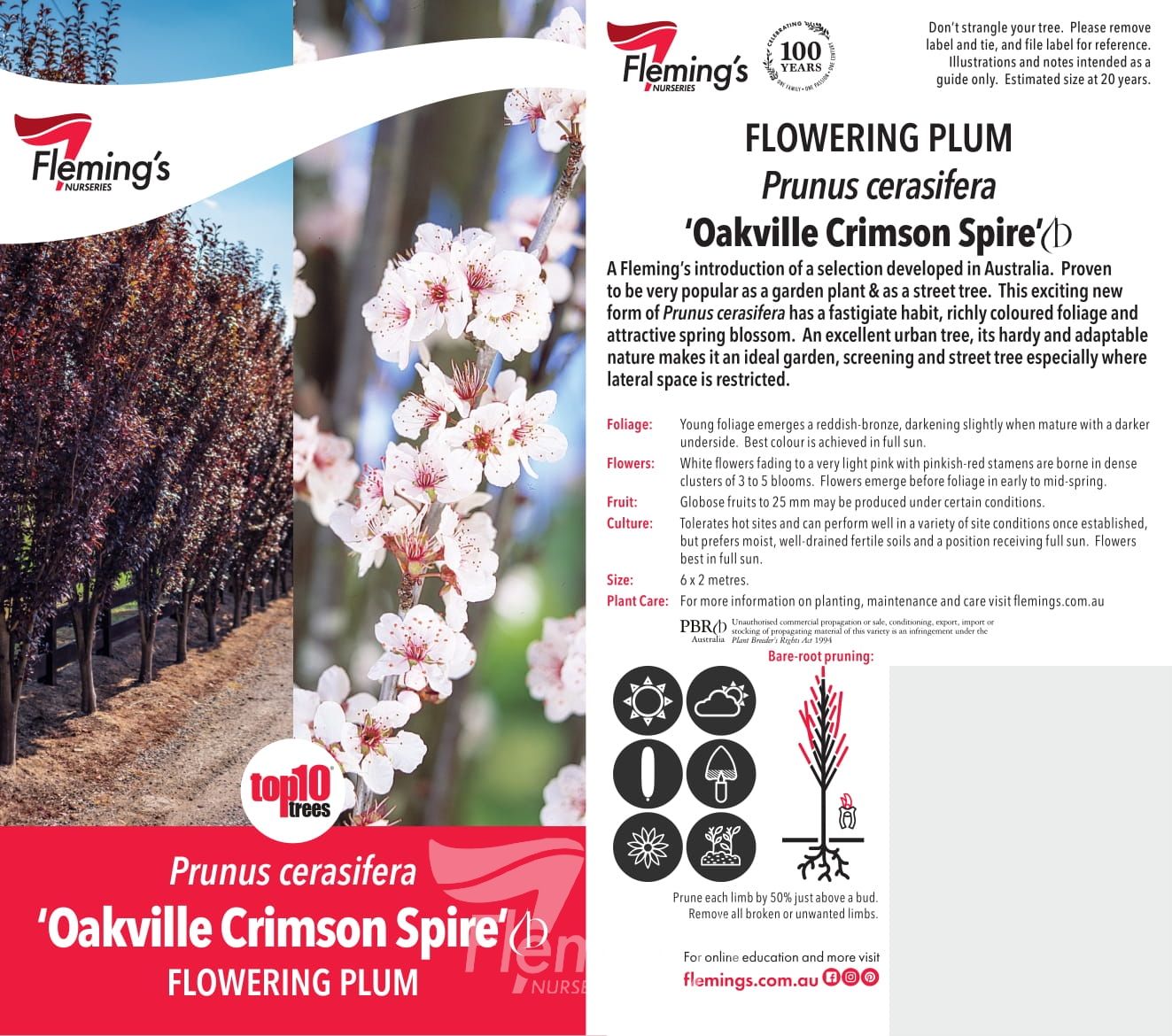 Prunus cerasifera - CRIMSON SPIRE - Ornamental Plum 'Oakville Crimson Spire' PBR