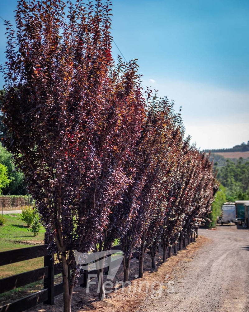 Prunus cerasifera - CRIMSON SPIRE - Ornamental Plum 'Oakville Crimson Spire' PBR