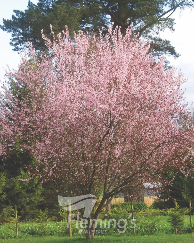 Prunus cerasifera - NIGRA - Ornamental Plum