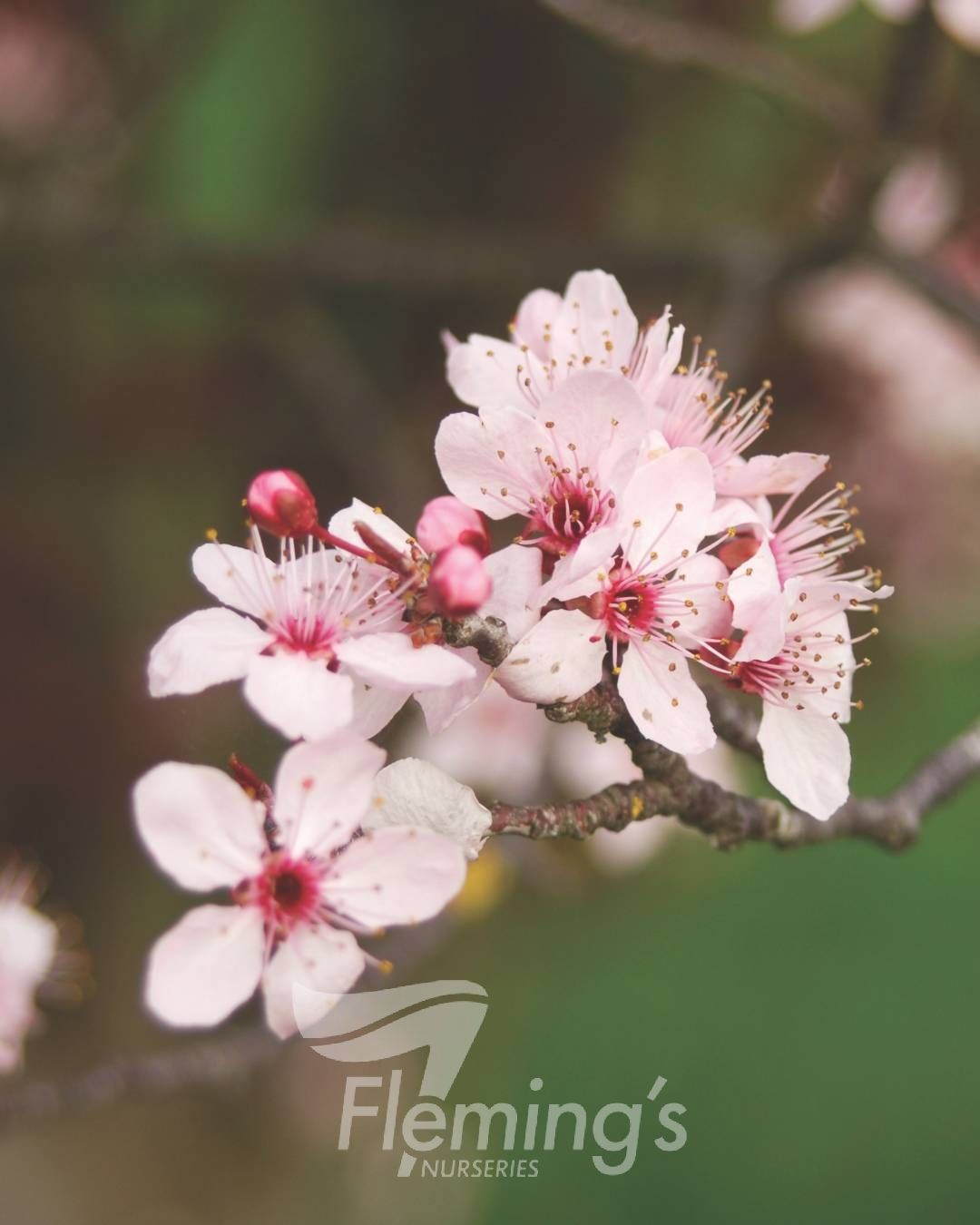 Prunus cerasifera - NIGRA - Ornamental Plum