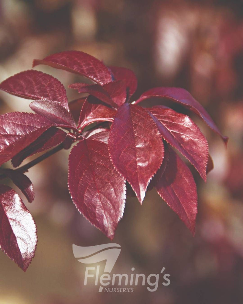 Prunus cerasifera - NIGRA - Ornamental Plum