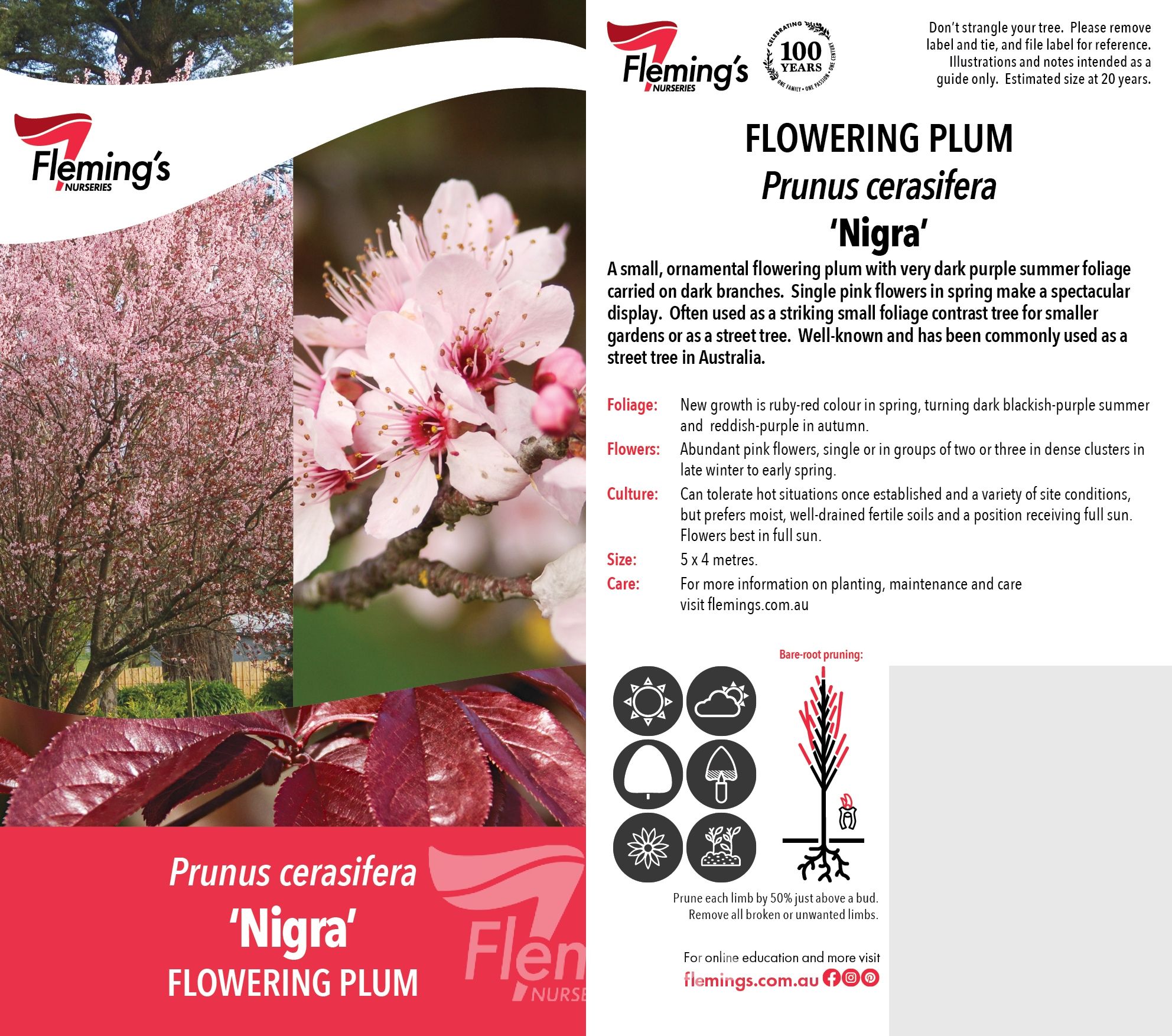 Prunus cerasifera - NIGRA - Ornamental Plum