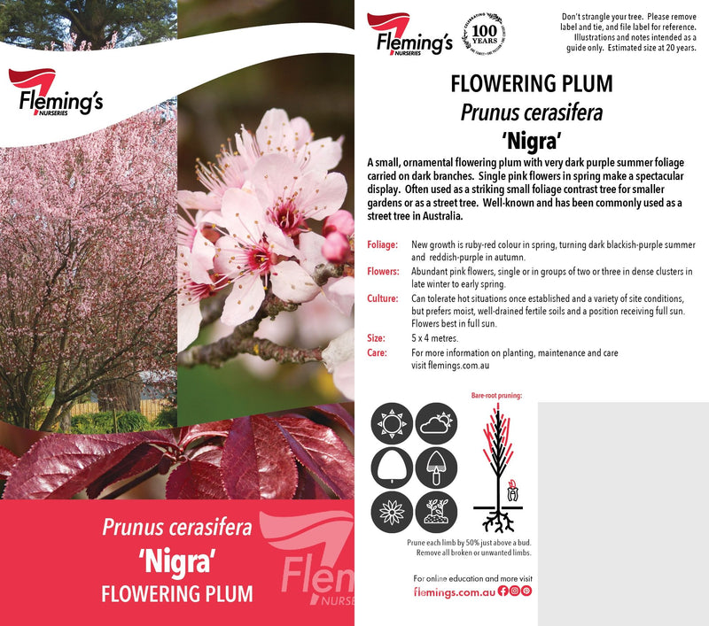 Prunus cerasifera - NIGRA - Ornamental Plum