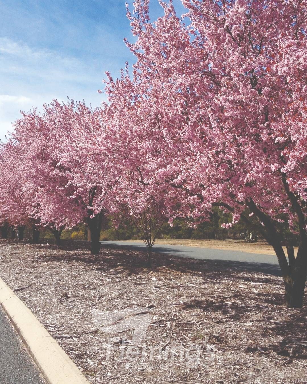 Prunus cerasifera - NIGRA - Ornamental Plum