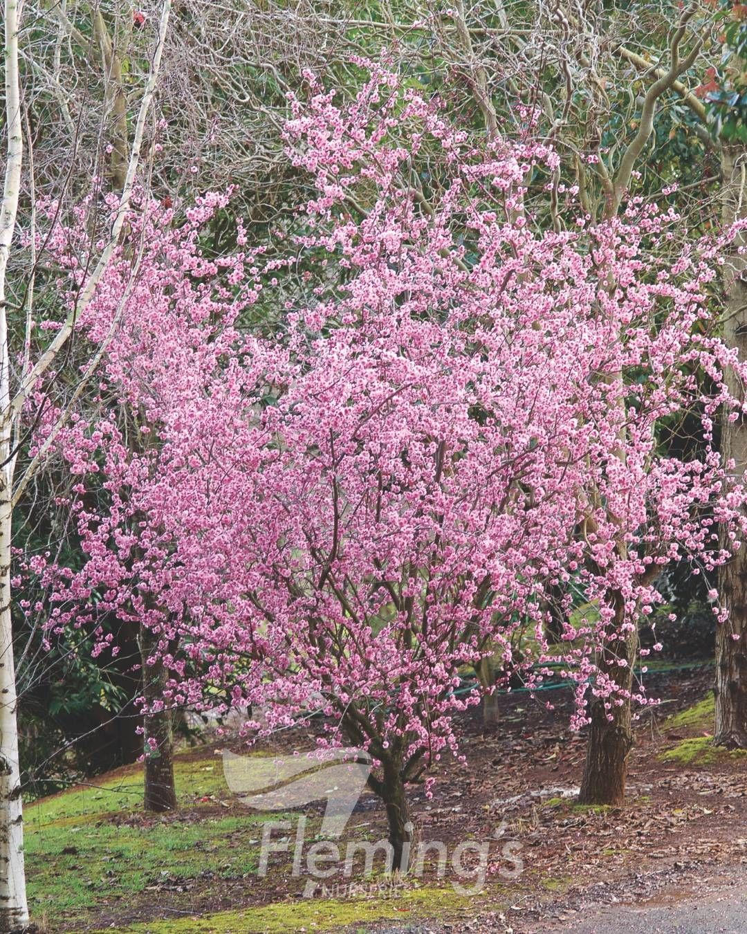 Prunus x blireana - Double-Flowering Ornamental Plum